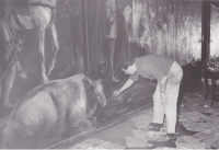 Hans Graeder arbeitet an dem Wandbild in der katholischen Kirche in Rockford/Illinois (USA), ca. 1955.